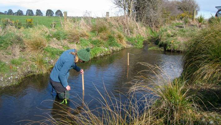 A woman measuring the depth of a knee-height pond with a wooden stick.