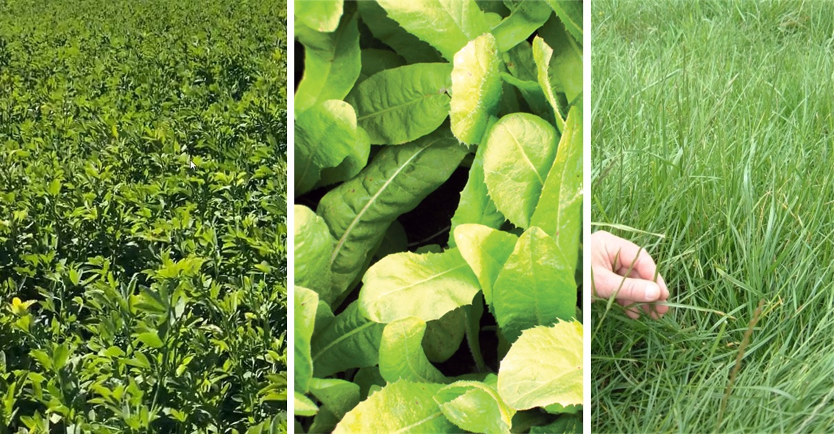 Collage of deep rooting crops.