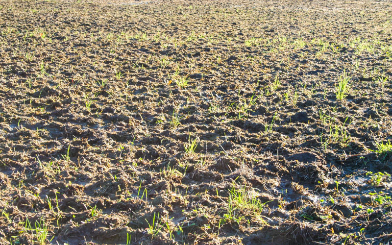 Medium shot of a muddy paddock tramped with hoof-prints and scattered new grass bunches.