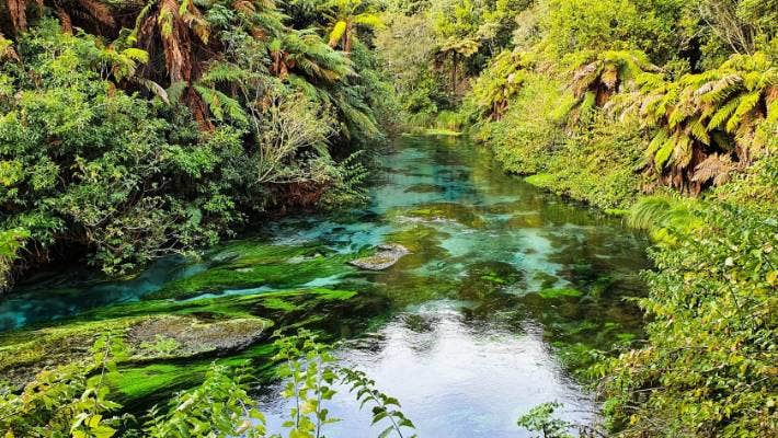 A lush photo of ferns and grass growing over clear, turquiose water.